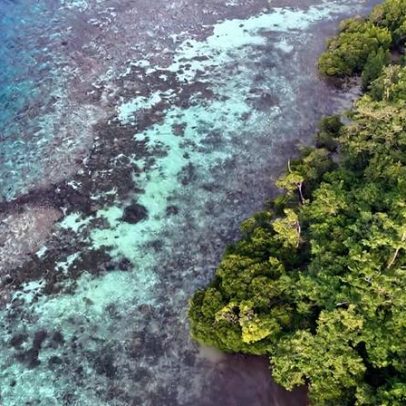 O caso de negócios da biodiversidade e seus ganhos