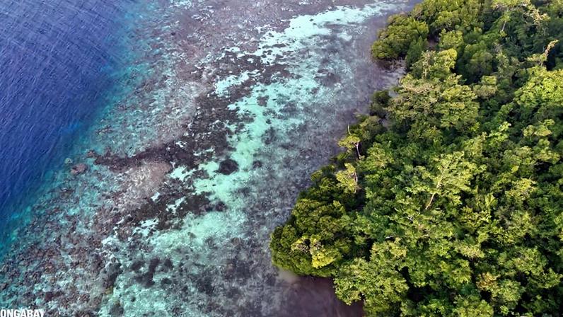Aerial view of mangroves, coral reef, palm trees, and forest in Raja Ampat. Photo by Rhett Ayers Butler