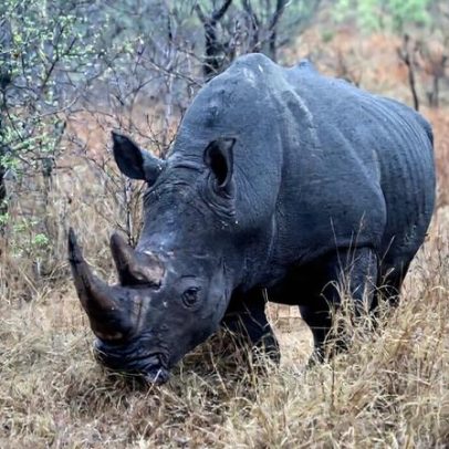 Plano do zoológico da Flórida que salvou a visão de rinoceronte selvagem na África