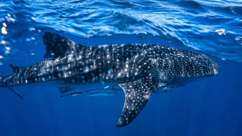 Tubarões-baleia são libertos de redes na costa da Índia por pescadores