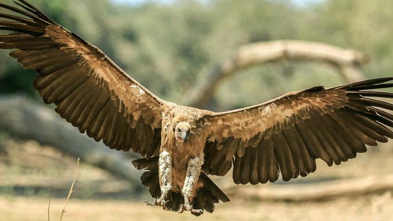 Zonas de proteção de abutres na África enfrentam severo teste