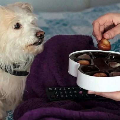 Por que cães não podem comer chocolate: riscos à saúde