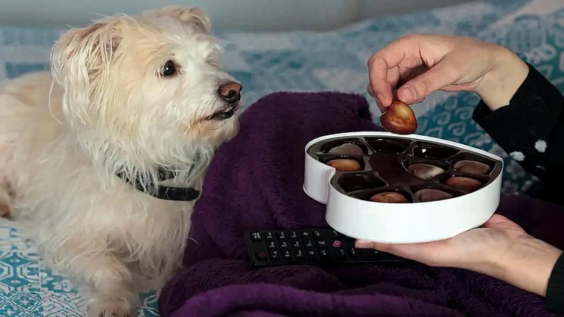 Por que cães não podem comer chocolate: riscos à saúde