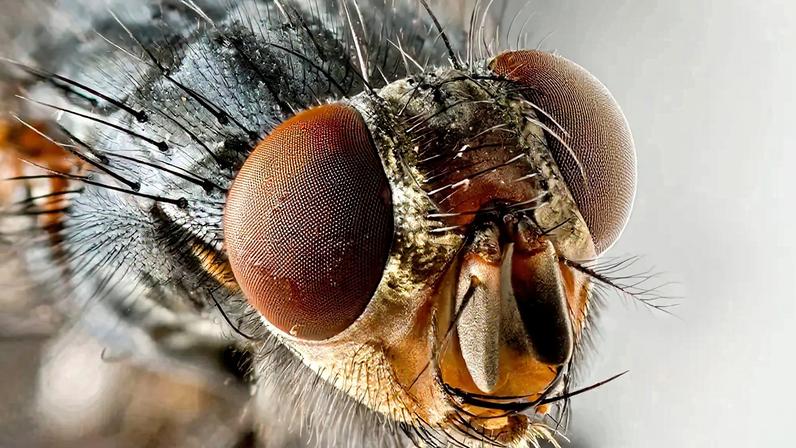 Fotografia de uma Mosca sarcosaprófaga.