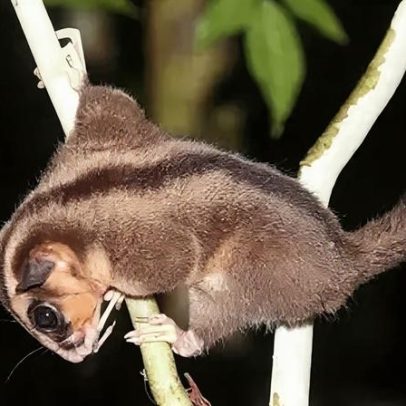 Possum e glider encontrados na Papua Ocidental, extintos por 6 mil anos