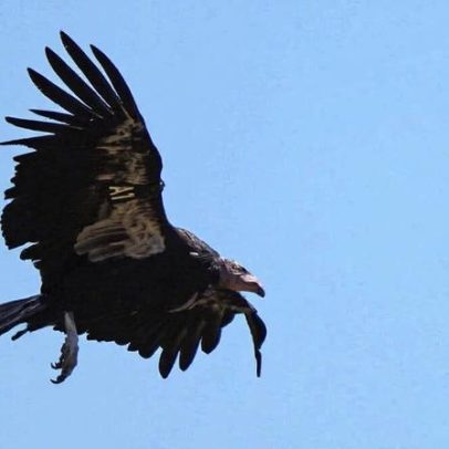 Condores californianos nidificam no Noroeste pela primeira vez em um século