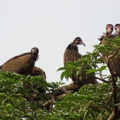 Comércio baseado em crenças leva abutres-capuz à beira da extinção em Benin