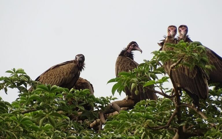 Comércio baseado em crenças leva abutres-capuz à beira da extinção em Benin