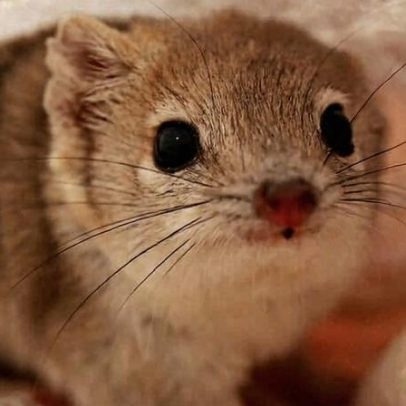 Marsupial australiano ressurge após seca e invasão de espécies