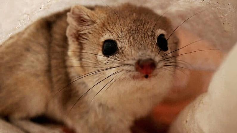 Marsupial australiano ressurge após seca e invasão de espécies