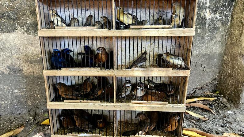 Mercados ao ar livre são hotspots de vírus letal que afeta araras e papagaios