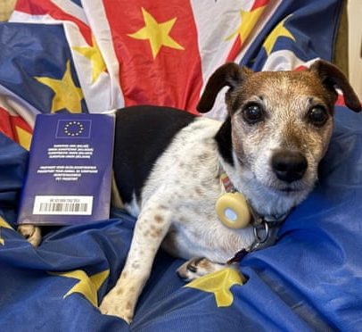 Britânicos viajam para a UE e são alertados sobre fraude com passaportes de pets