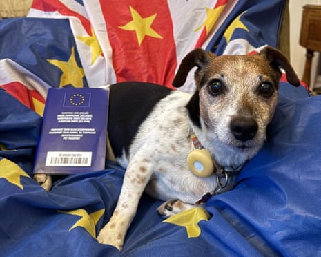 Britânicos viajam para a UE e são alertados sobre fraude com passaportes de pets