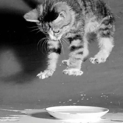 Gatos caem em pé, segundo a ciência