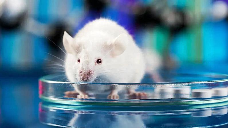 Fotografia de um rato de laboratório em cima de uma placa de Petri.