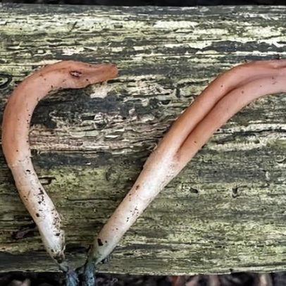 Fungo raro em forma de língua é encontrado em reserva natural em West Sussex