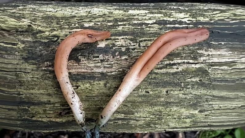 Fungo raro em forma de língua é encontrado em reserva natural em West Sussex