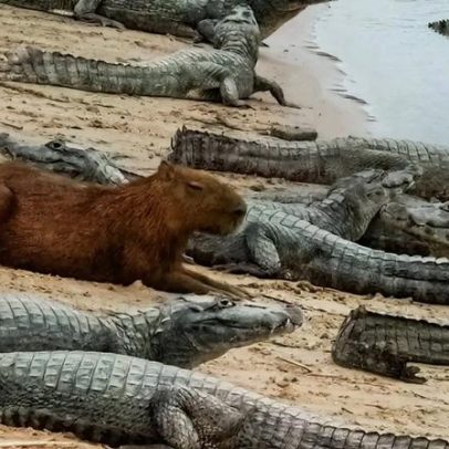 Por que jacarés não costumam comer capivaras: relação curiosa explicada