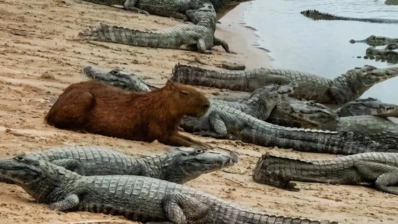 Fotografia de uma capivara no meio de vários e jacarés.