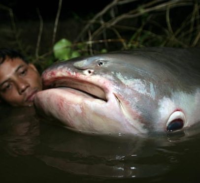 Migrações de peixes nos rios colapsam rapidamente, diz ONU