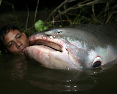 A Mekong giant catfish in the Tonlé Sap lake in Cambodia.
