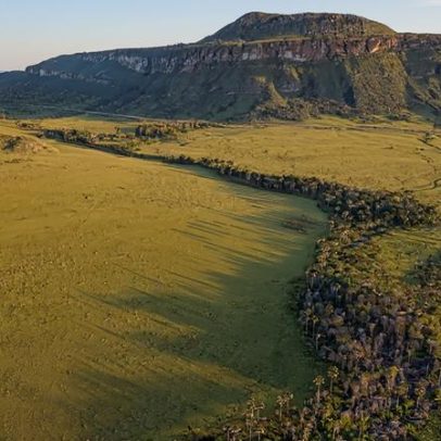Áreas úmidas do Cerrado guardam enorme depósito de carbono milenar, mostra estudo