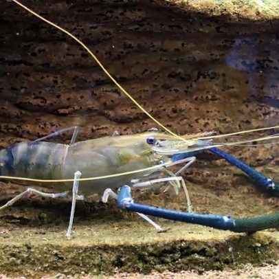 Existe camarão de água doce? Entenda a presença em rios e lagos