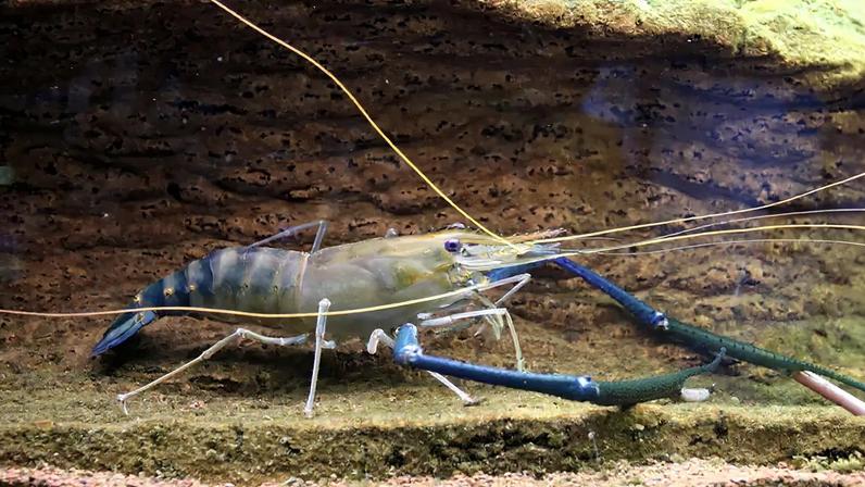 Fotografia da espécie Macrobrachium rosenbergii é nativa da região do Indo-Pacífico.