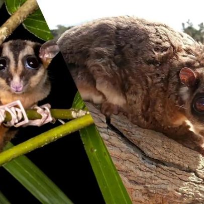 Marsupiais extintos há 7 mil anos são encontrados vivos na Nova Guiné