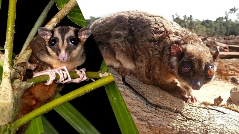 Fotografias de um Dactylonax kambuaya e um Tous ayamaruensis.