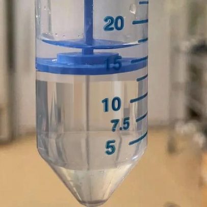 Abelhas-rainhas respiram debaixo d'água; entenda como