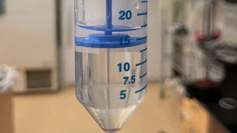 Fotografia de uma abelha rainha em um tubo com água.