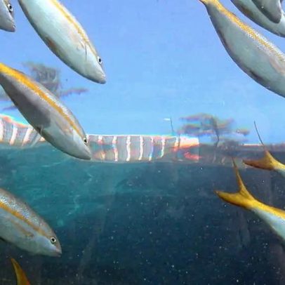 Queda de peixes pode impactar saúde de comunidades pesqueiras do Nordeste