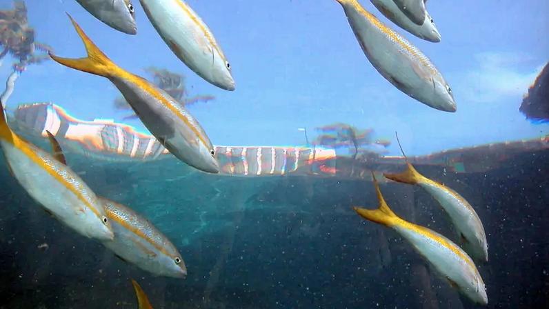 Fotografia de Pargo-de-cauda-amarela.