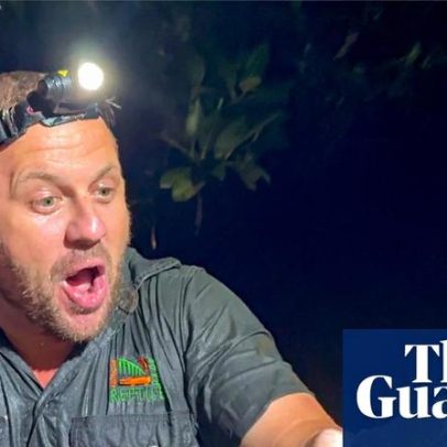 Crocodilo é capturado em Newcastle Creek, longe de habitat natural