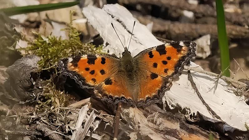 Graham Hubbard Large tortoisehell butterfly sitting on wood chippings