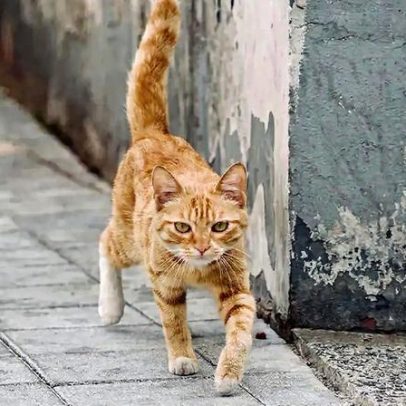 Por que gatos não devem sair de casa, segundo a ciência