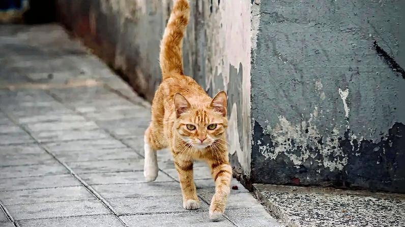 Por que gatos não devem sair de casa, segundo a ciência