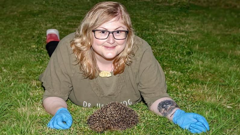Repelentes ultrassônicos podem manter ouriços longe das estradas