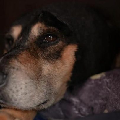 Governo publica decreto Cão Orelha endurecendo penas por maus-tratos a animais