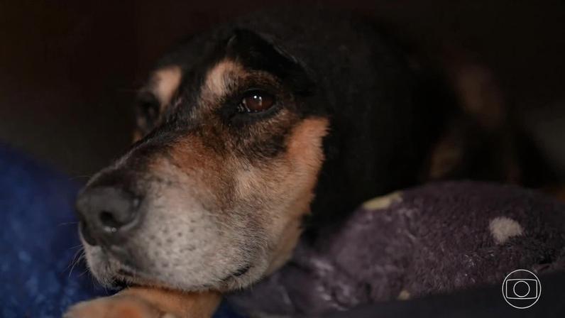 Governo publica decreto Cão Orelha endurecendo penas por maus-tratos a animais