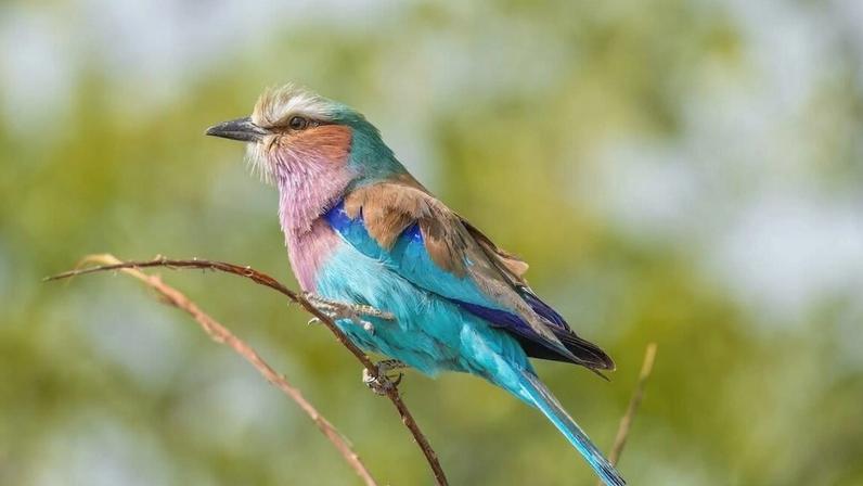 Conservação de aves na Namíbia fortalece a resiliência das comunidades