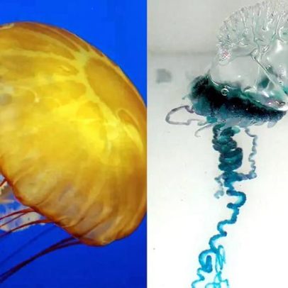 Diferença entre água-viva e caravela-portuguesa