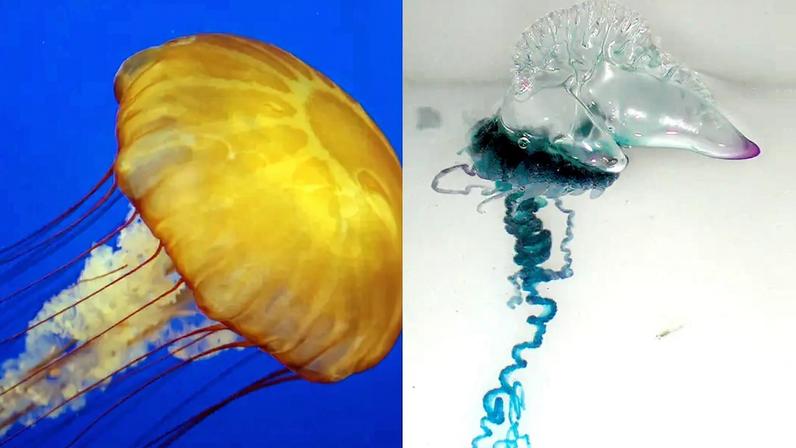 Diferença entre água-viva e caravela-portuguesa