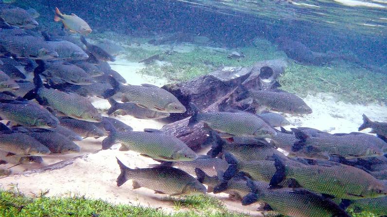 Irradiação elimina resíduos de antidepressivo que contaminam vida aquática