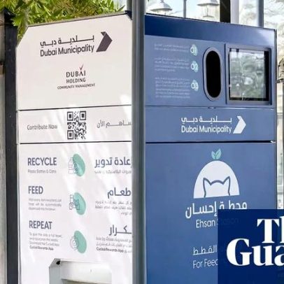 Milhares de animais abandonados em Dubai enquanto expatriados fogem por Irã