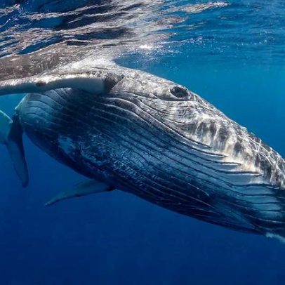 Gravação de 1949 pode ser o registro mais antigo de canto de baleia-jubarte