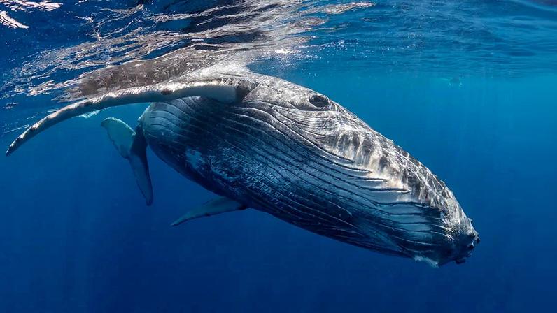 Gravação de 1949 pode ser o registro mais antigo de canto de baleia-jubarte
