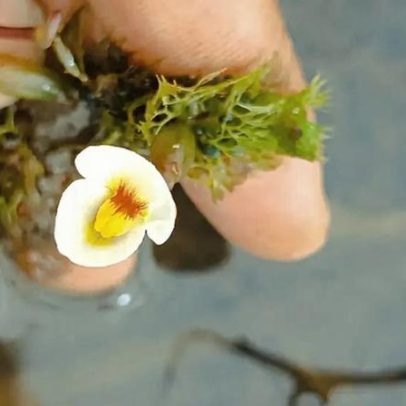 Planta carnívora é redescoberta no Piauí após 80 anos sem registros