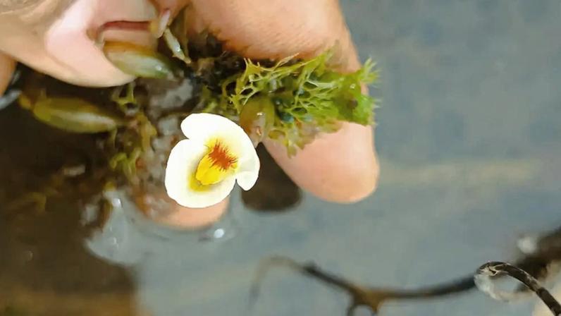 Planta carnívora é redescoberta no Piauí após 80 anos sem registros